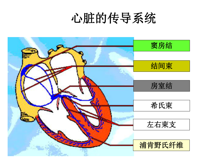 管理制度-住院医师规范化培训心电图1 精品.ppt_第3页