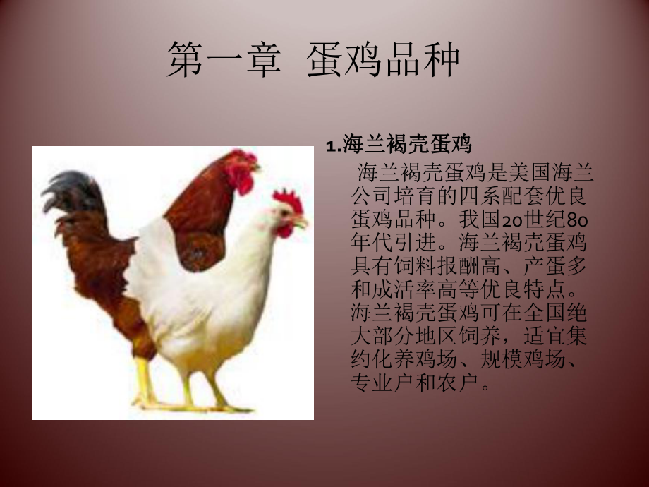 管理制度-蛋鸡标准化管理 精品.ppt_第3页