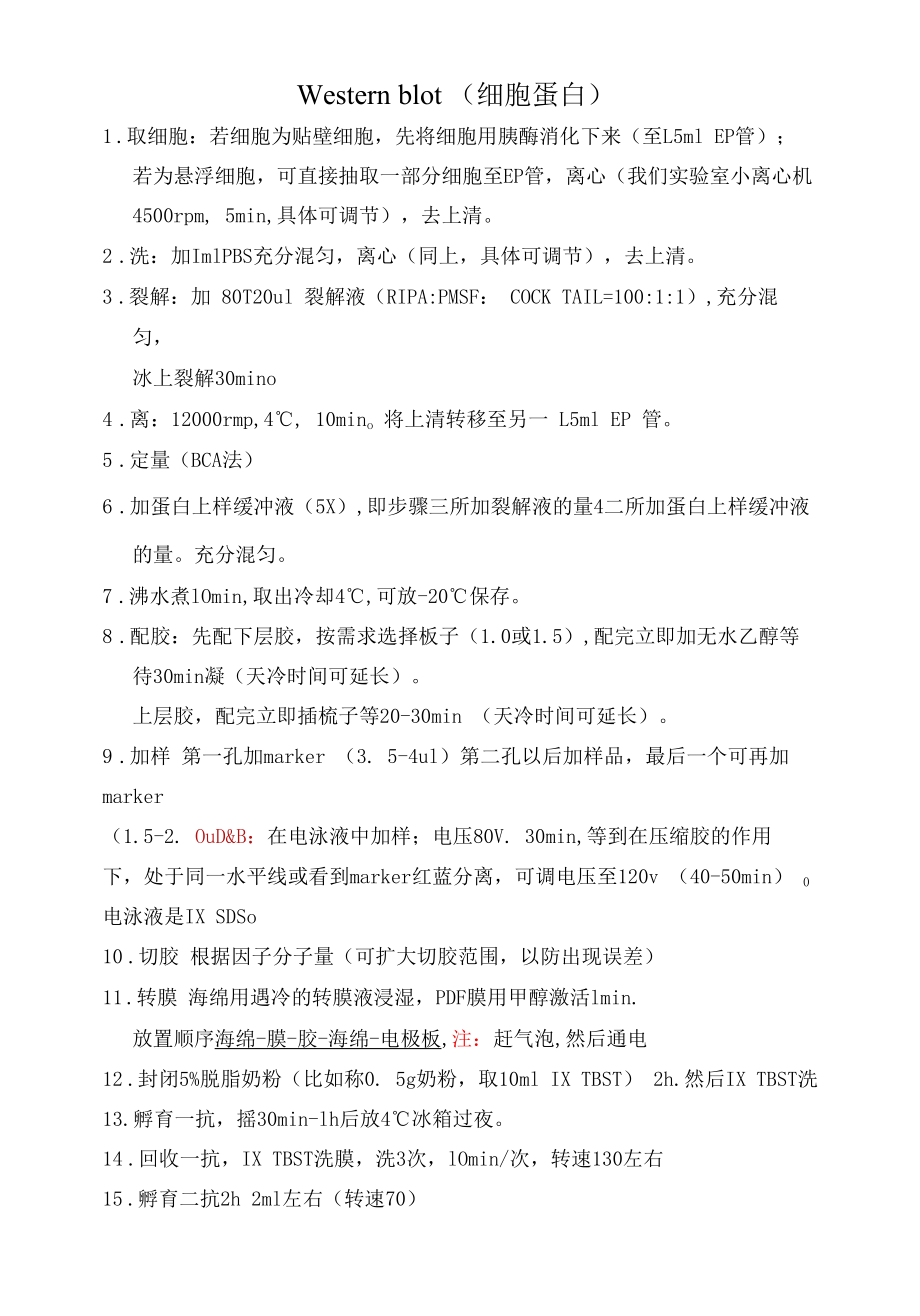 医学Western blot（细胞蛋白）.docx_第1页