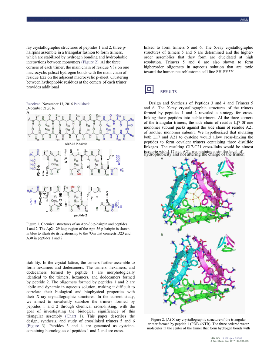 Stabilization, Assembly, and Toxicity of Trimers Derived from Aβ.docx_第2页