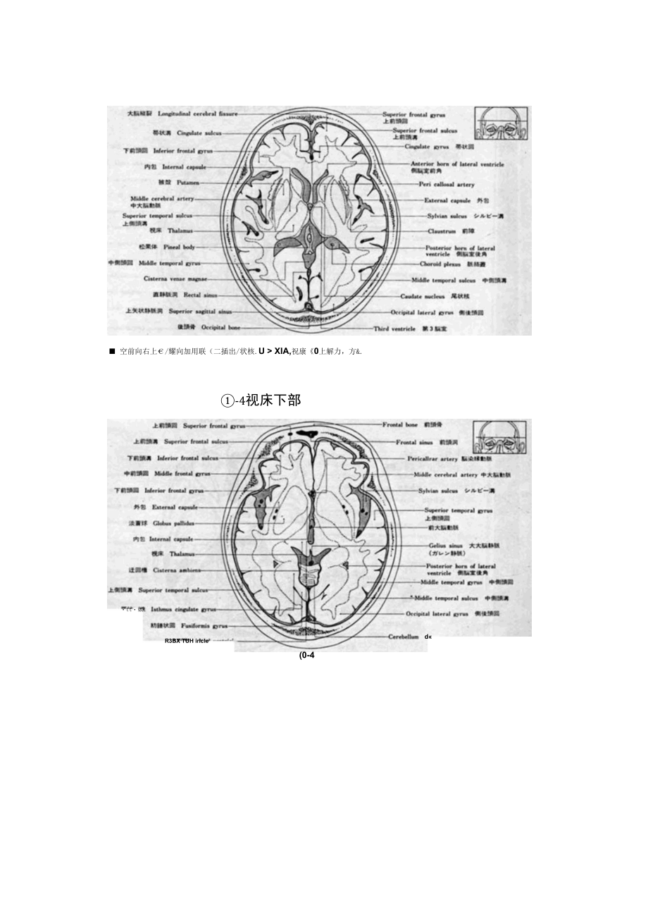 断层解剖线图.docx_第2页