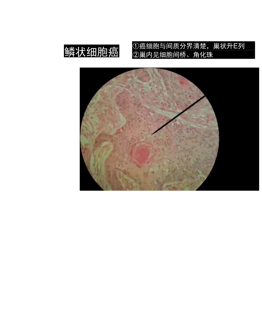 病理学切片库.docx_第2页