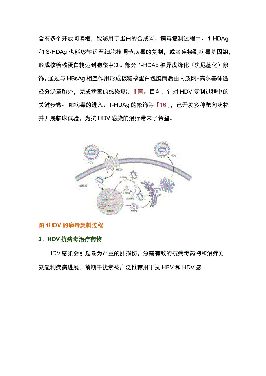 2023丁型肝炎抗病毒治疗药物的研究进展全文.docx_第3页