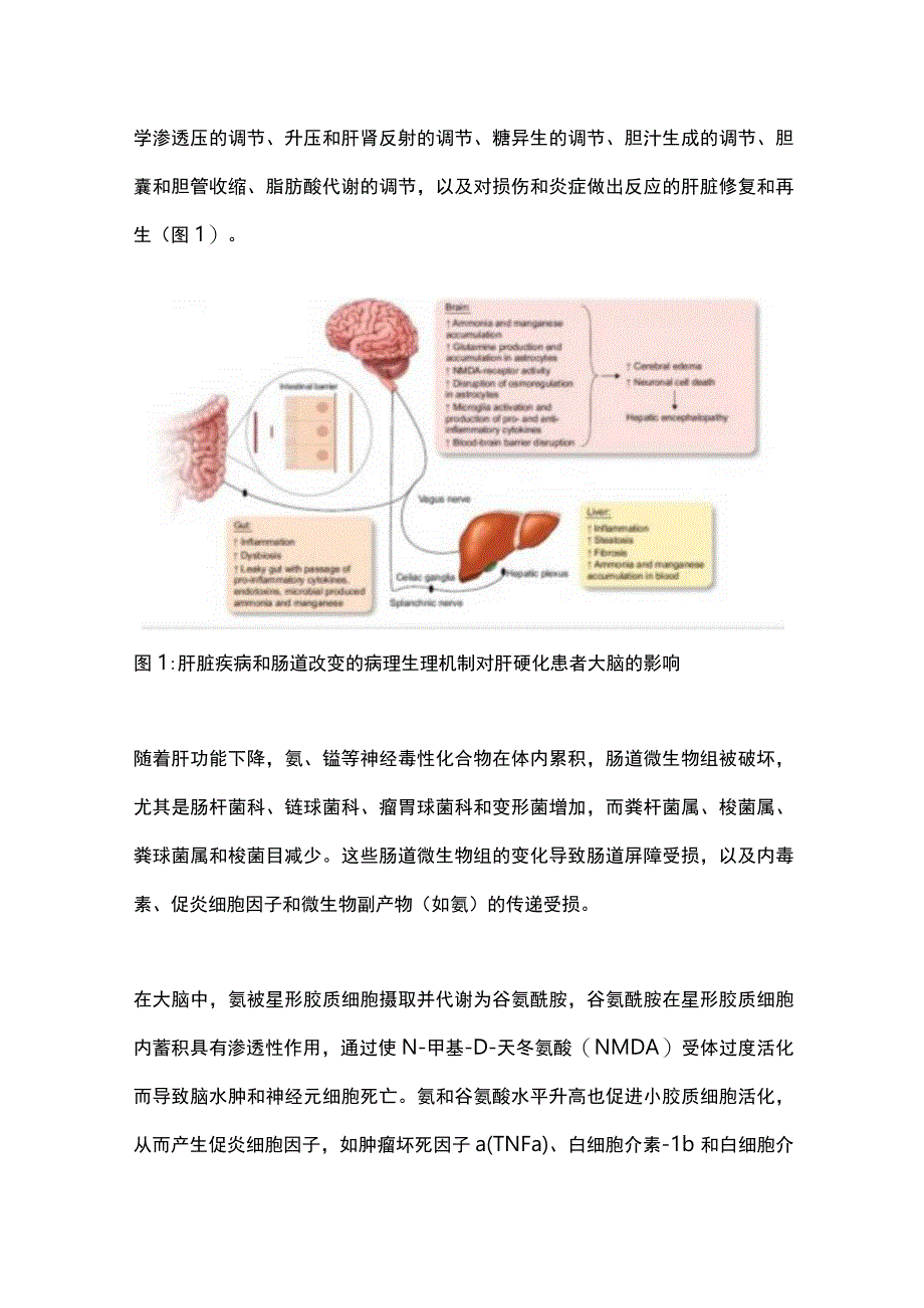 2023肝硬化患者的肠肝脑轴异常变化及临床对策.docx_第2页