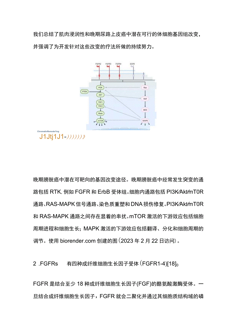 2023晚期膀胱癌基因改变的分子靶向治疗最全版.docx_第3页