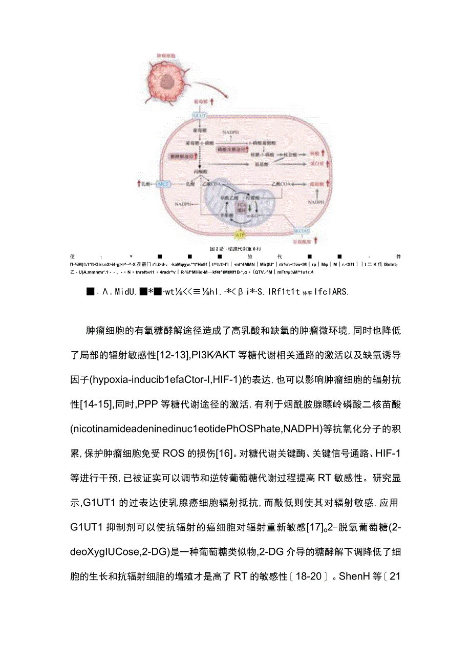 2023肿瘤代谢重编程与放射治疗敏感性关系的研究进展全文.docx_第3页