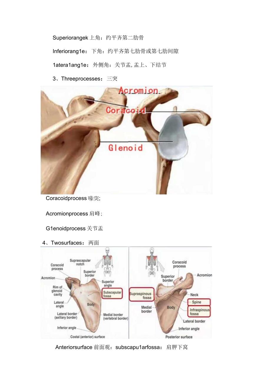 临床骨科肩胛骨骨折疾病概述结构解剖诊断影像学检查骨折分型治疗手术入路手术指征和手术指征.docx_第3页