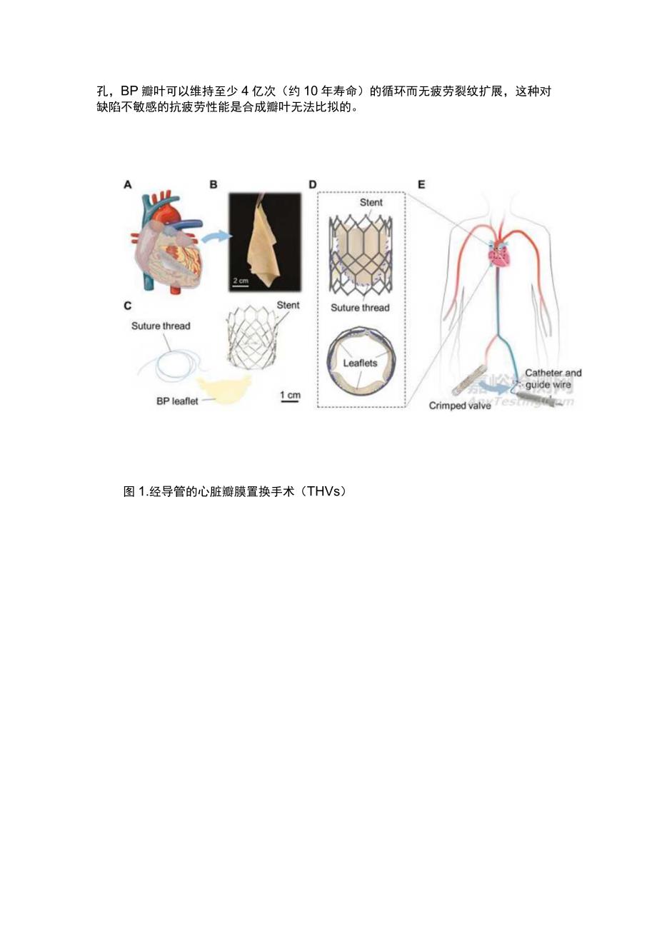 心脏瓣膜组织的抗疲劳机理.docx_第2页