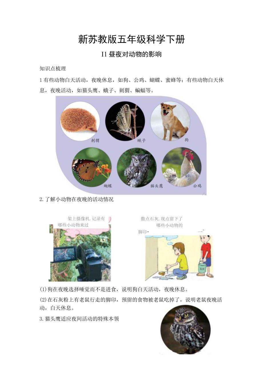 新苏教版五年级科学（下册）11昼夜对动物的影响知识点梳理及经典考题练习.docx_第1页