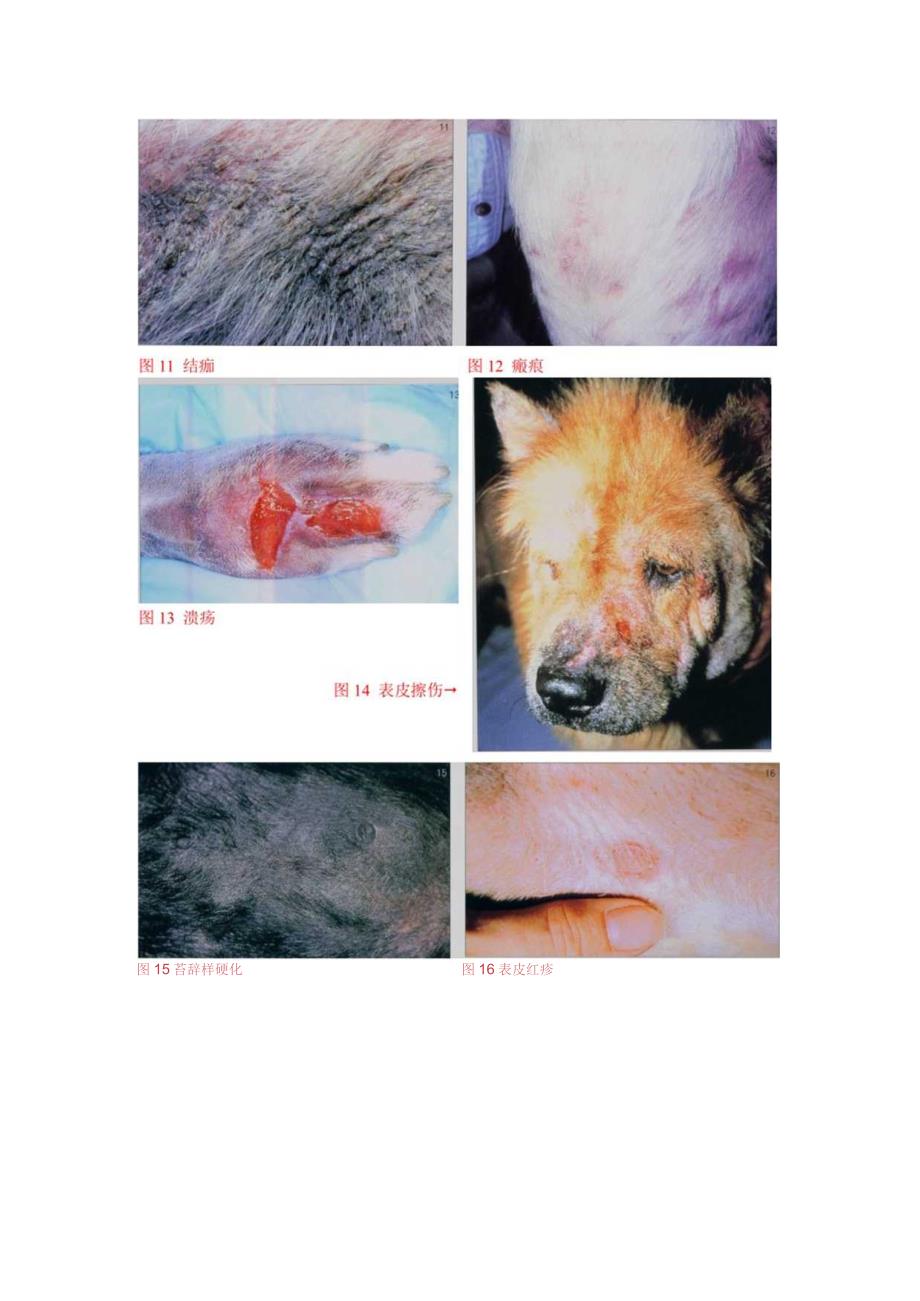 犬猫临床医学—皮肤病.docx_第3页