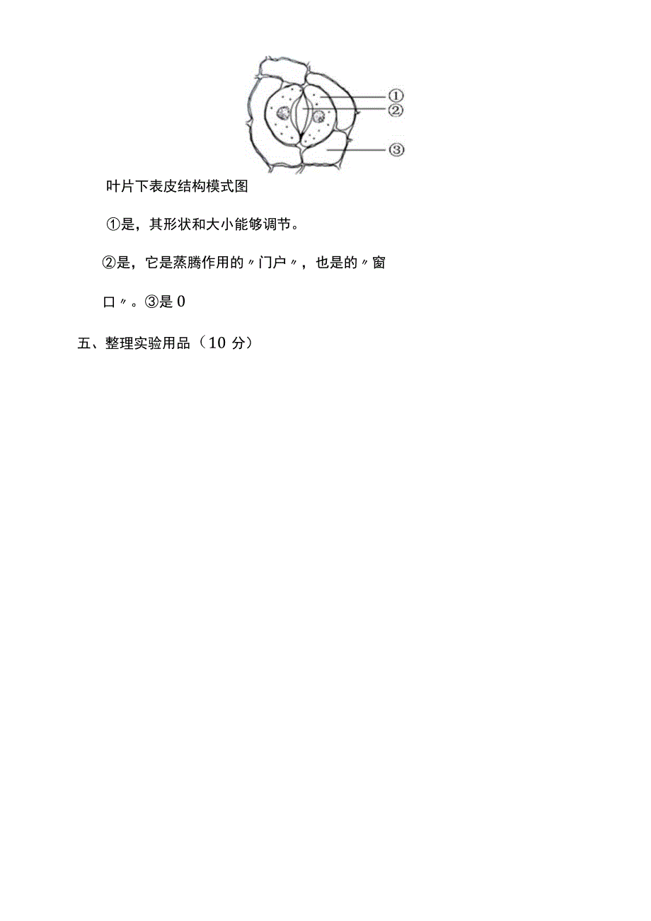 观察叶片下表皮的结构.docx_第2页