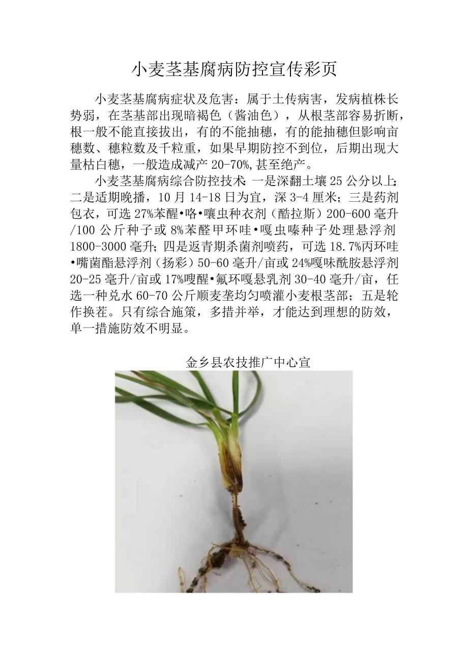 小麦茎基腐病防控宣传彩页.docx_第1页