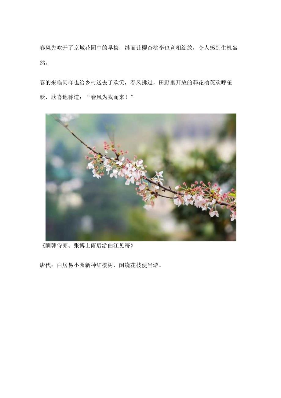 关于樱花的词.docx_第2页