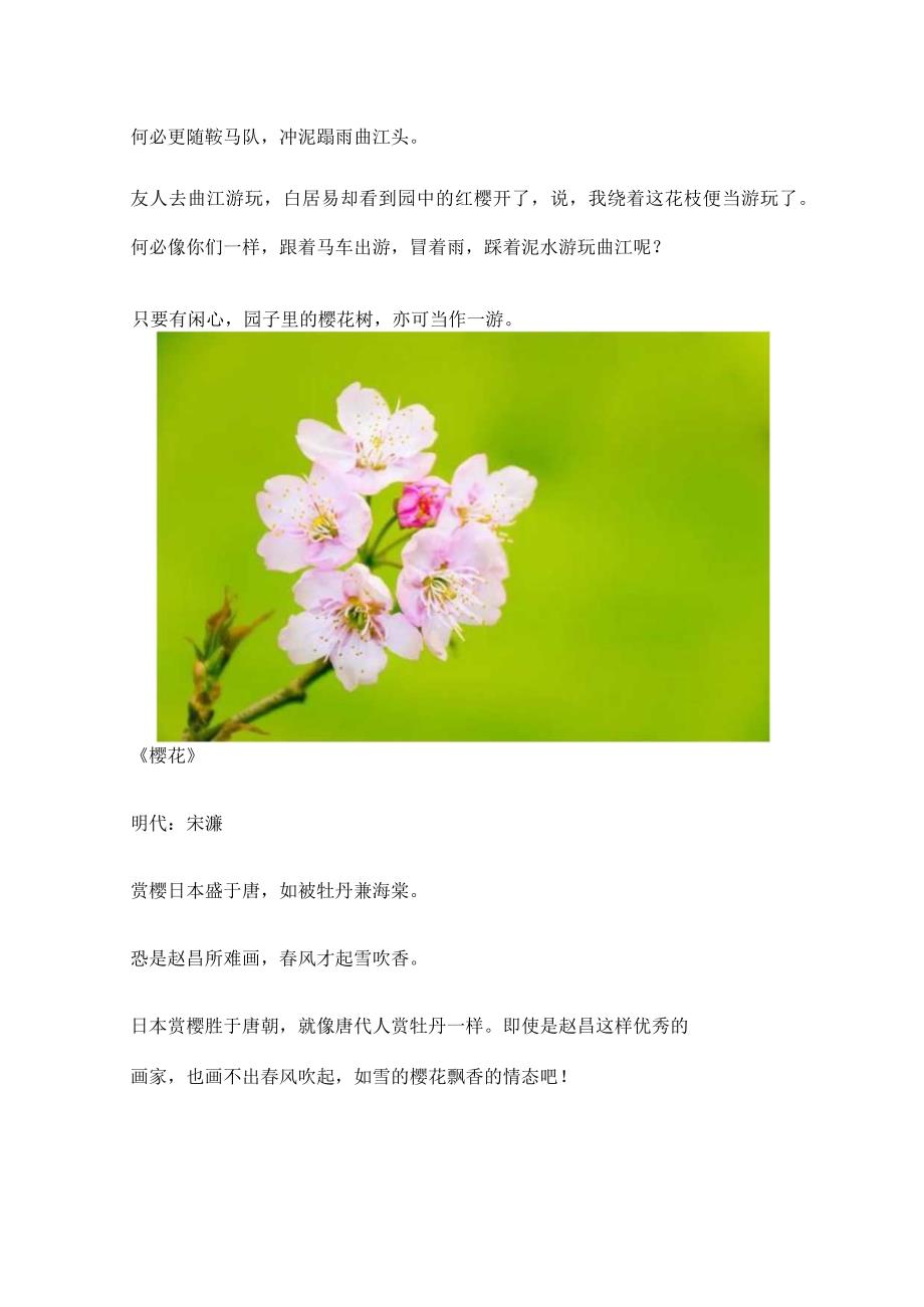 关于樱花的词.docx_第3页