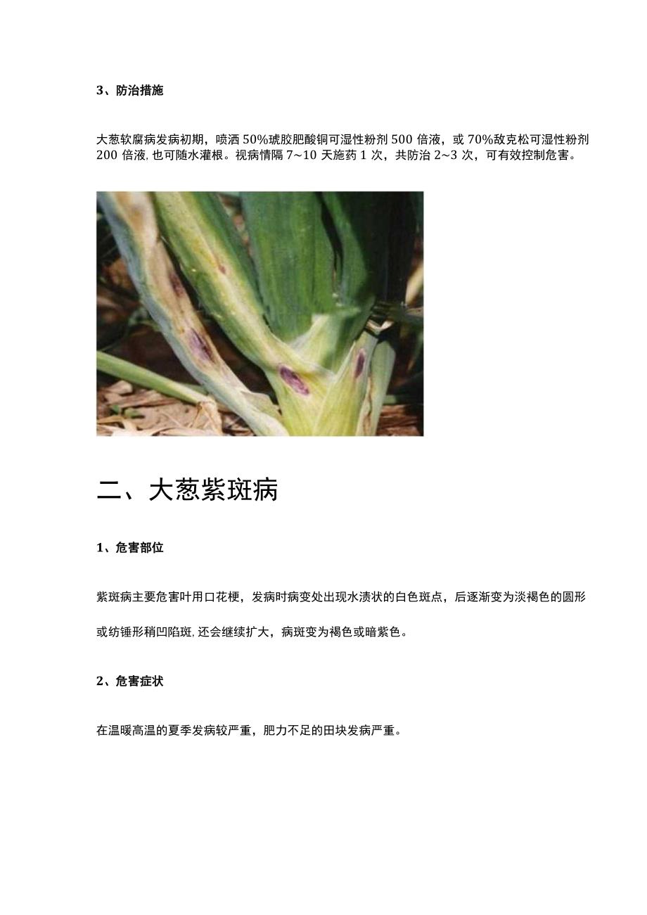 大葱几种常见病虫害的防治技巧.docx_第2页