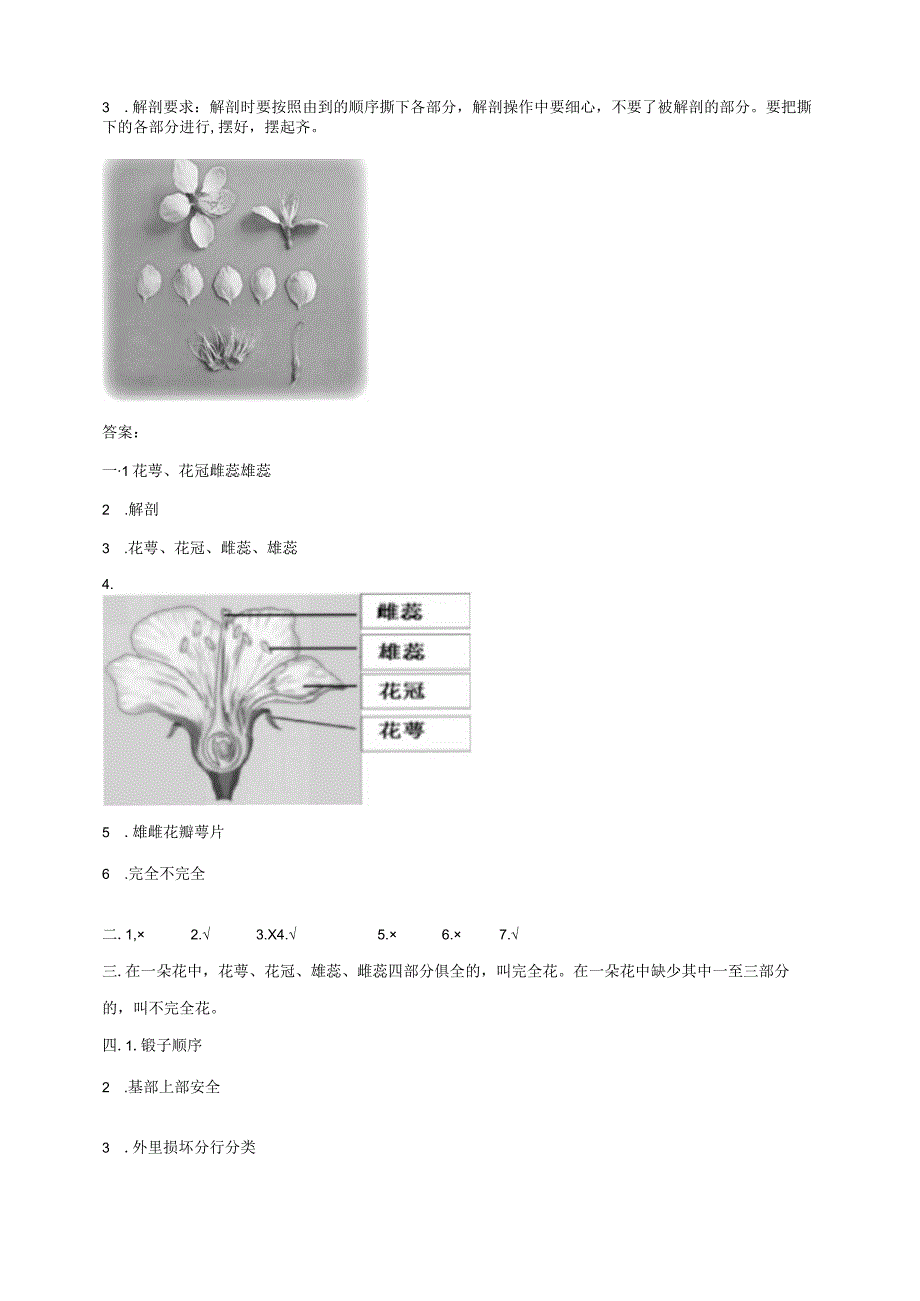 粤教版小学科学三下第15课时《植物的花》练习.docx_第3页
