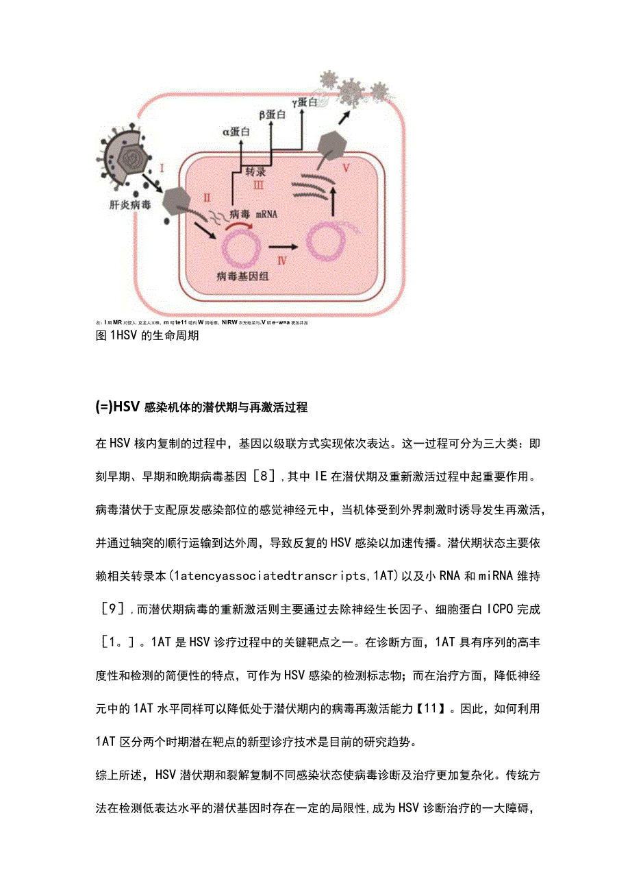 2023聚类规则间隔短回文重复序列及其相关蛋白9系统用于单纯疱疹病毒治疗的研究进展.docx_第3页