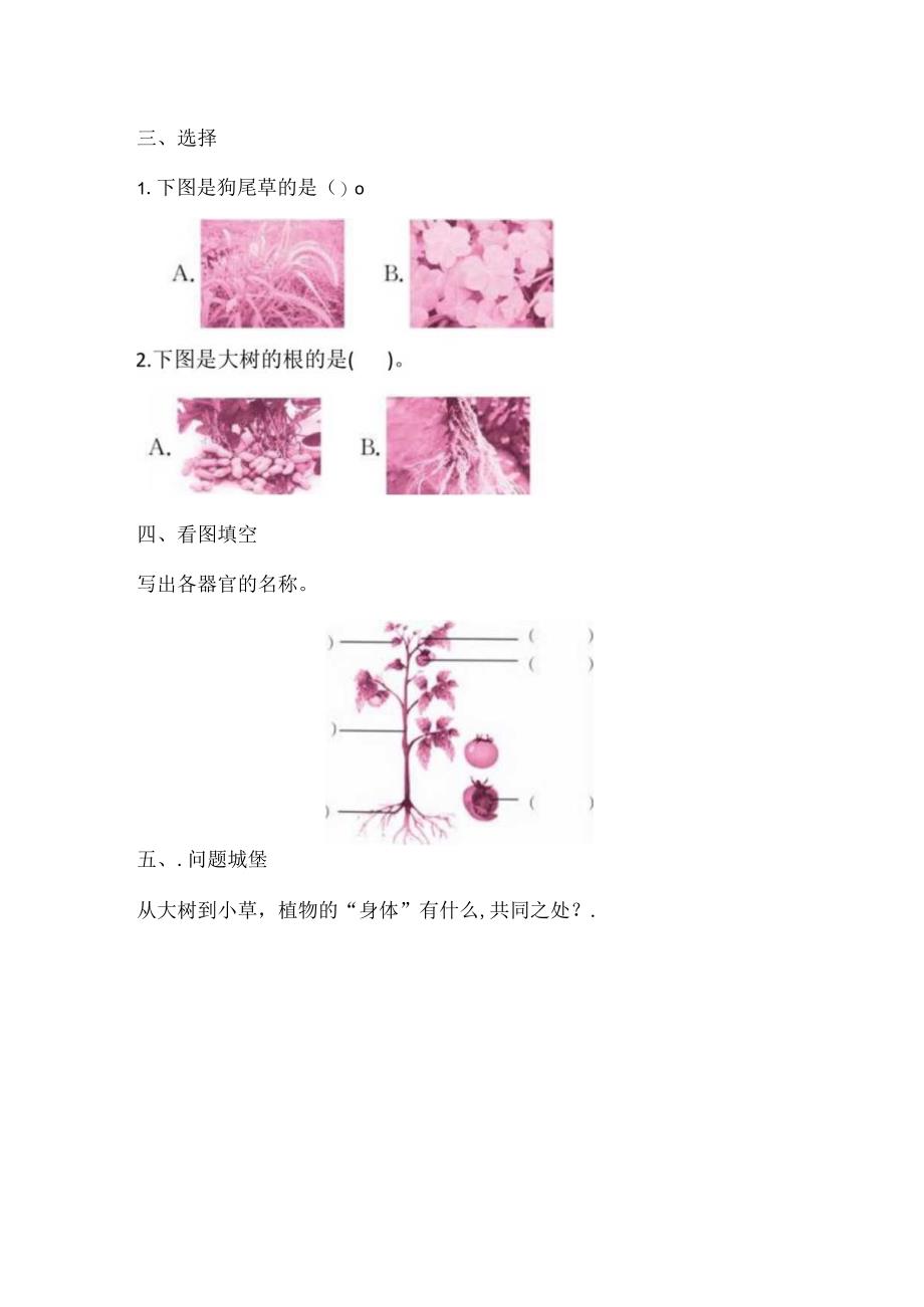 三年级下册科学导学精炼41 植物的身体 湘科版含答案.docx_第2页