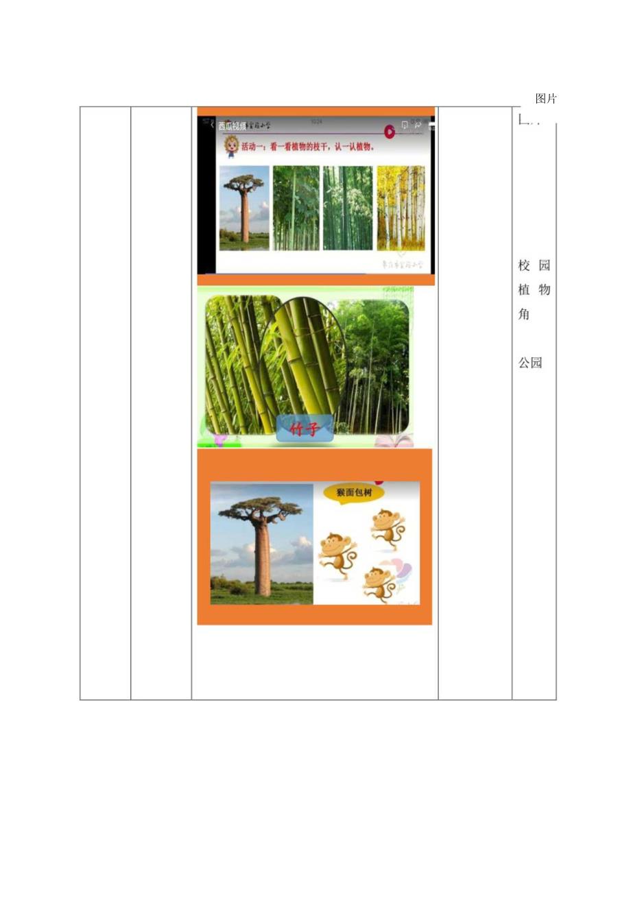 一年级科学下册教案表格版第11课：看茎认植物青岛版.docx_第3页