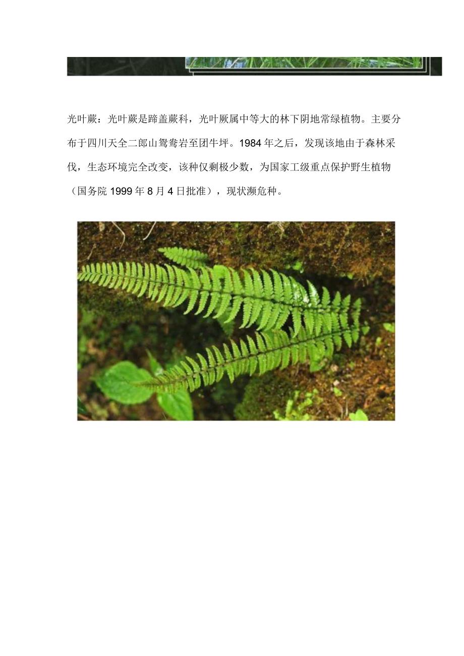 国家一级保护古树.docx_第2页