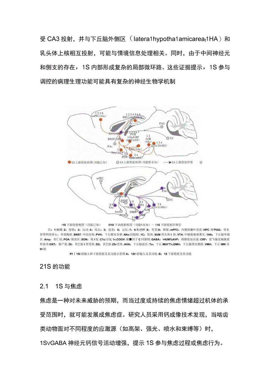 2023外侧隔核的功能及其机制研究进展.docx_第3页