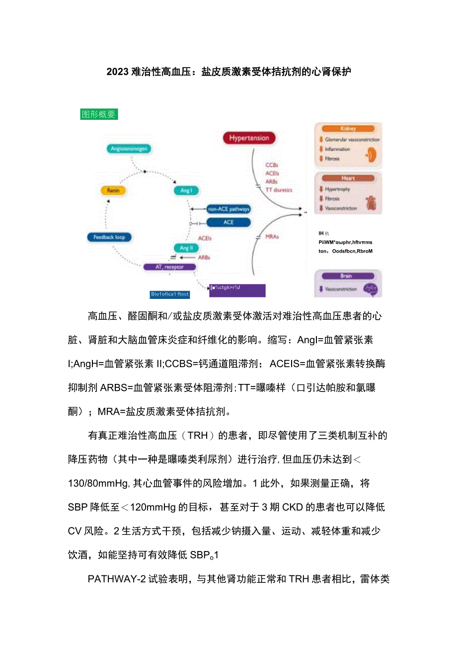 2023难治性高血压：盐皮质激素受体拮抗剂的心肾保护.docx_第1页