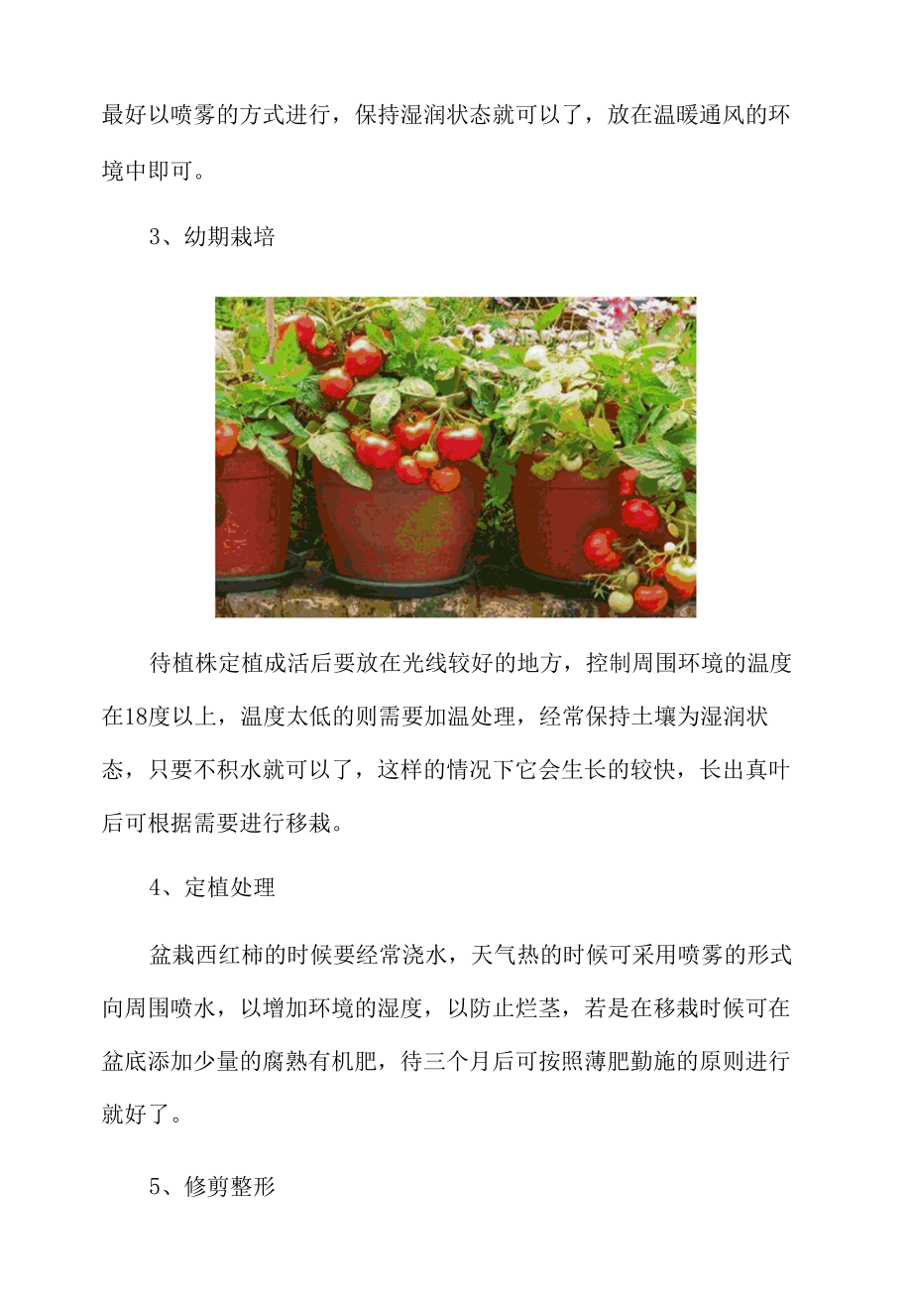 盆栽西红柿的种植方法.docx_第2页