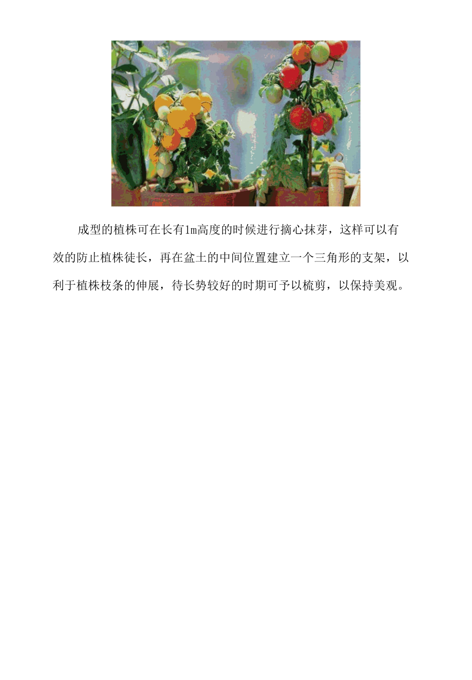 盆栽西红柿的种植方法.docx_第3页