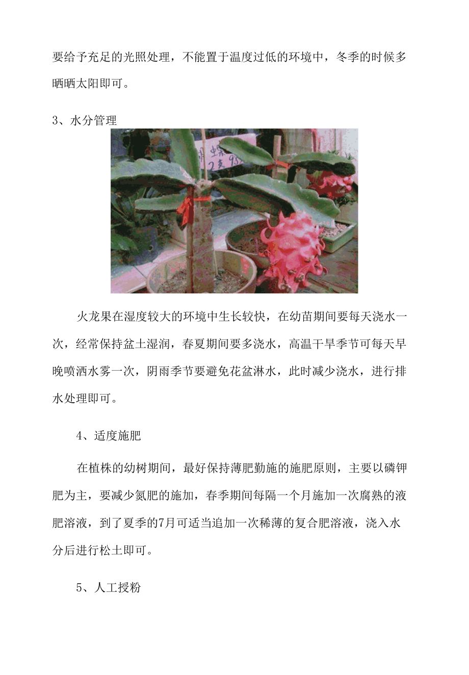 盆栽火龙果的养殖方法.docx_第2页