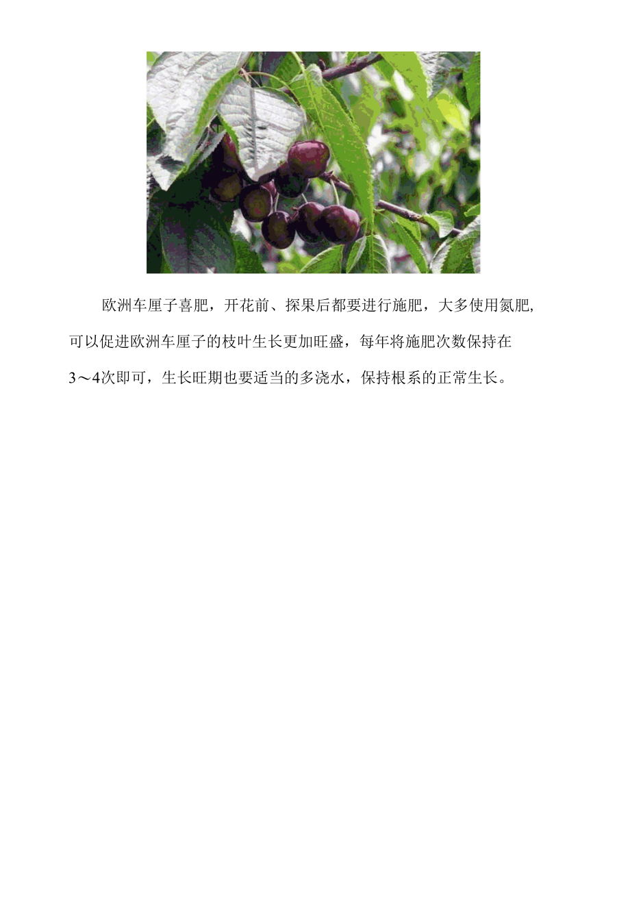 欧洲车厘子种植技术.docx_第3页