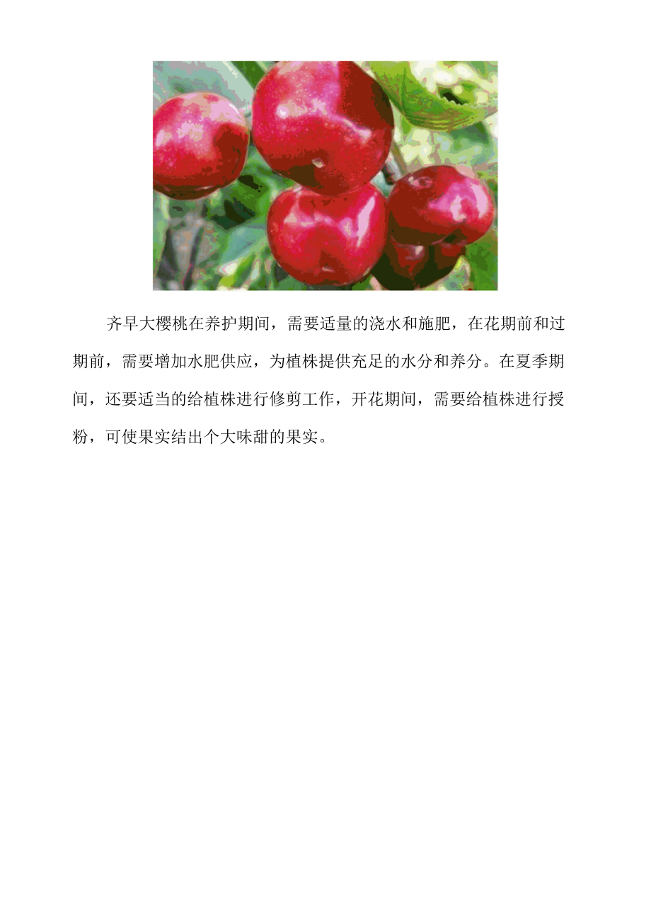 齐早大樱桃品种介绍.docx_第3页