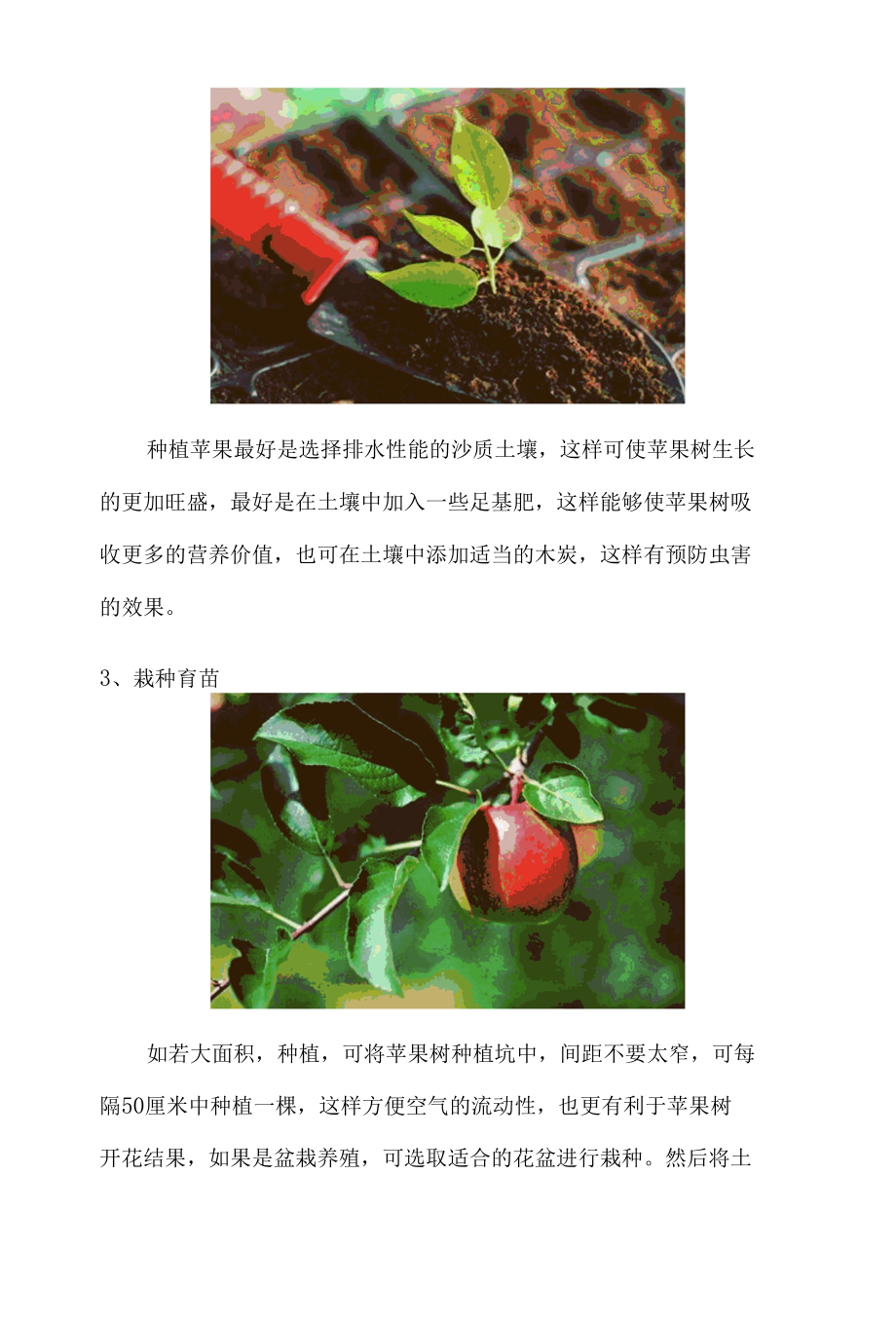 苹果树栽培及管理技术.docx_第2页