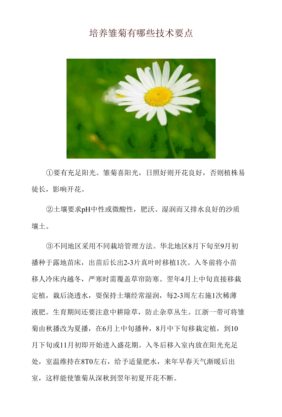 培养雏菊有哪些技术要点.docx_第1页