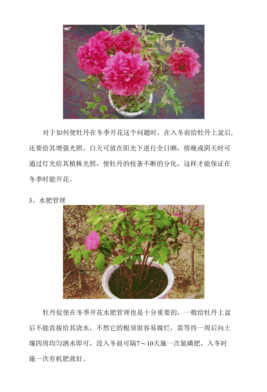 如何使牡丹在冬季开花.docx_第2页