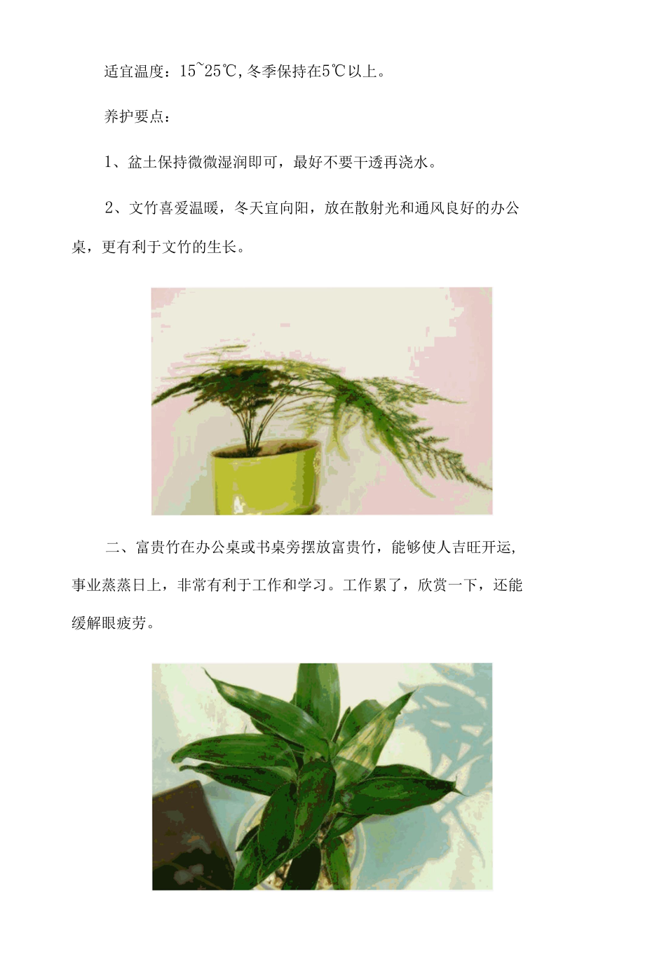 最适合在办公室养的10种植物.docx_第2页