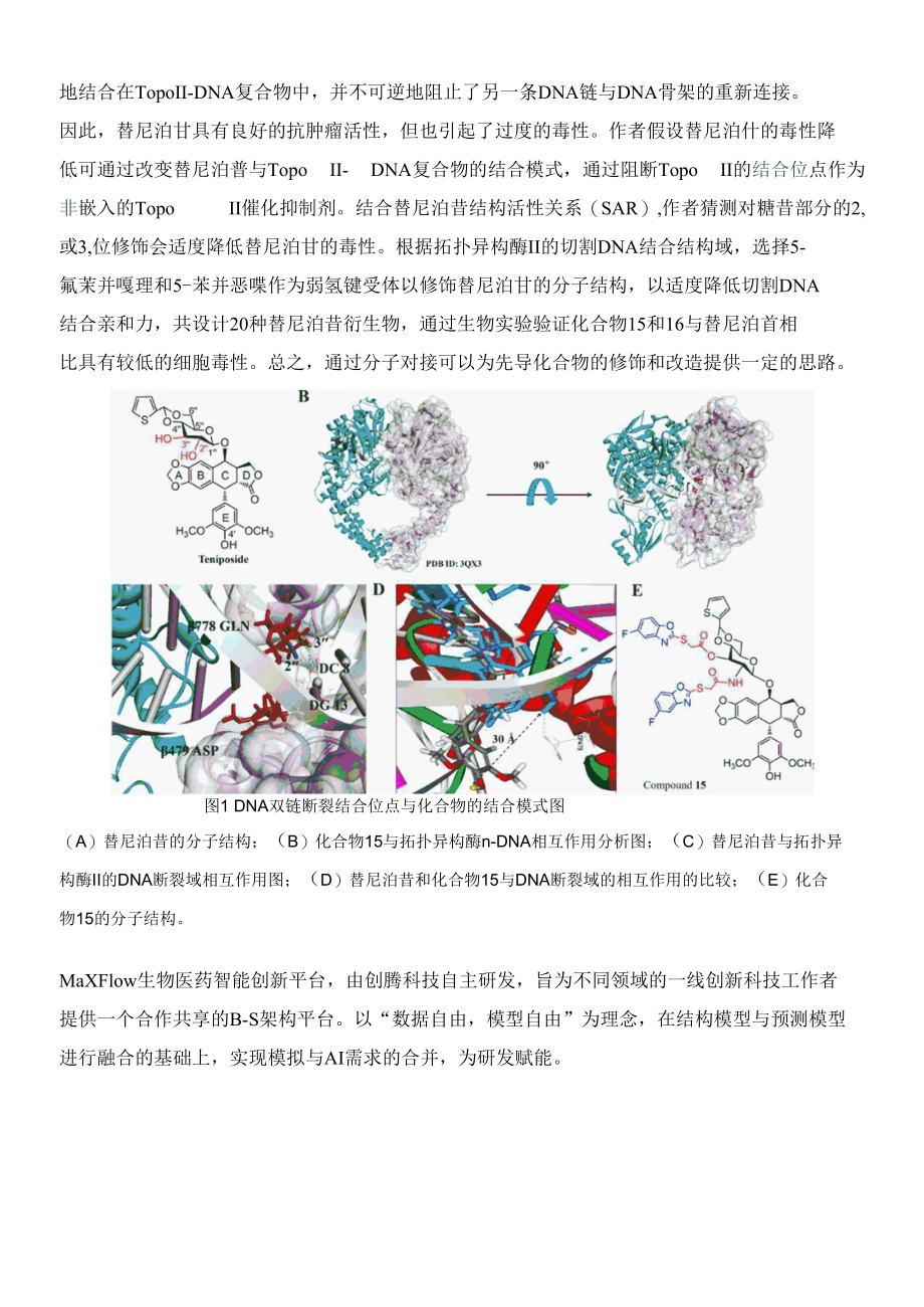 鬼臼毒素通过减少DNA损伤和减少PI3K抑制作用可作为抗肿瘤候选药物.docx_第2页