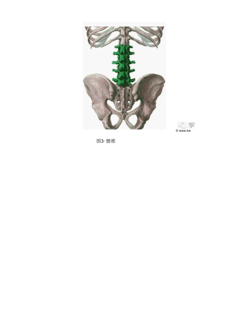 脊柱骨折的院前急救处置.docx_第1页