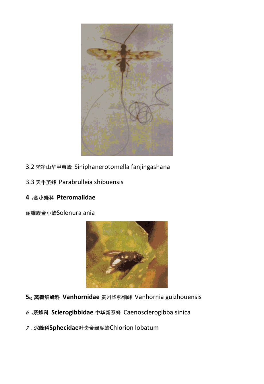 蜂蛰伤的紧急处置.docx_第2页