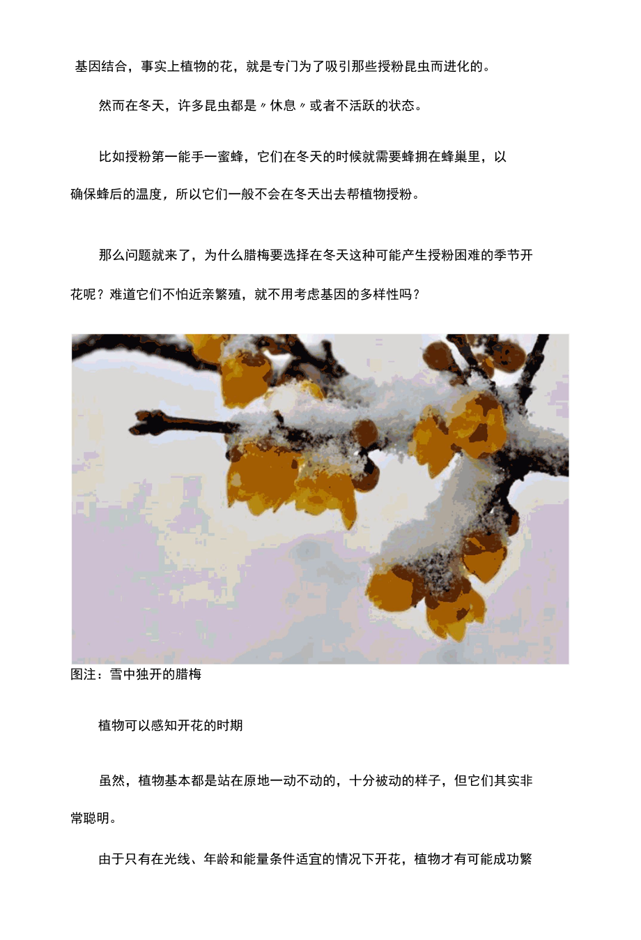 腊梅为什么冬天开花？谁来授粉不怕近亲繁殖吗？.docx_第2页