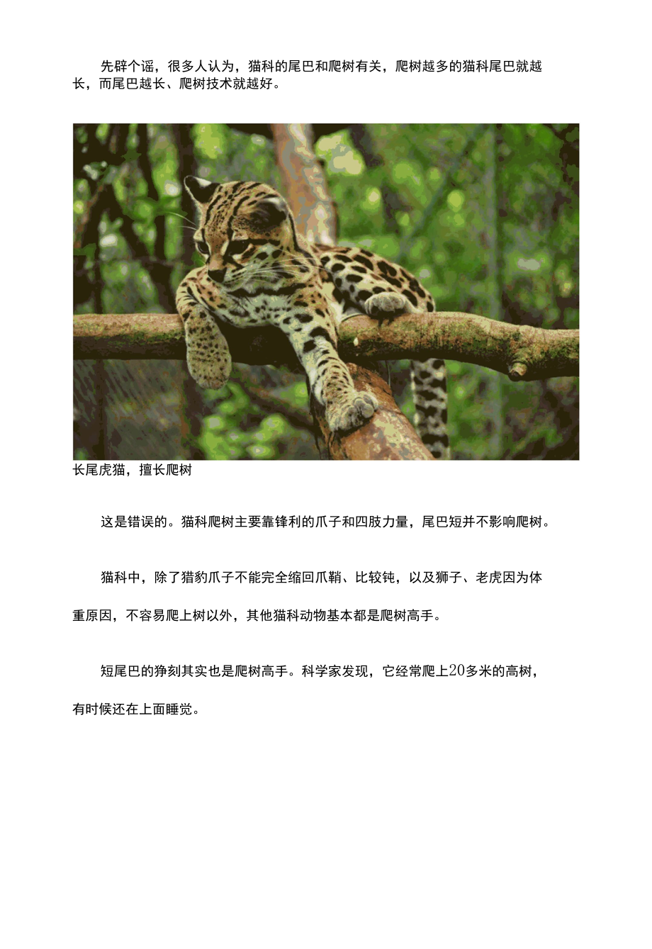 猞猁尾巴为何那么短？兔子吃多了？.docx_第2页