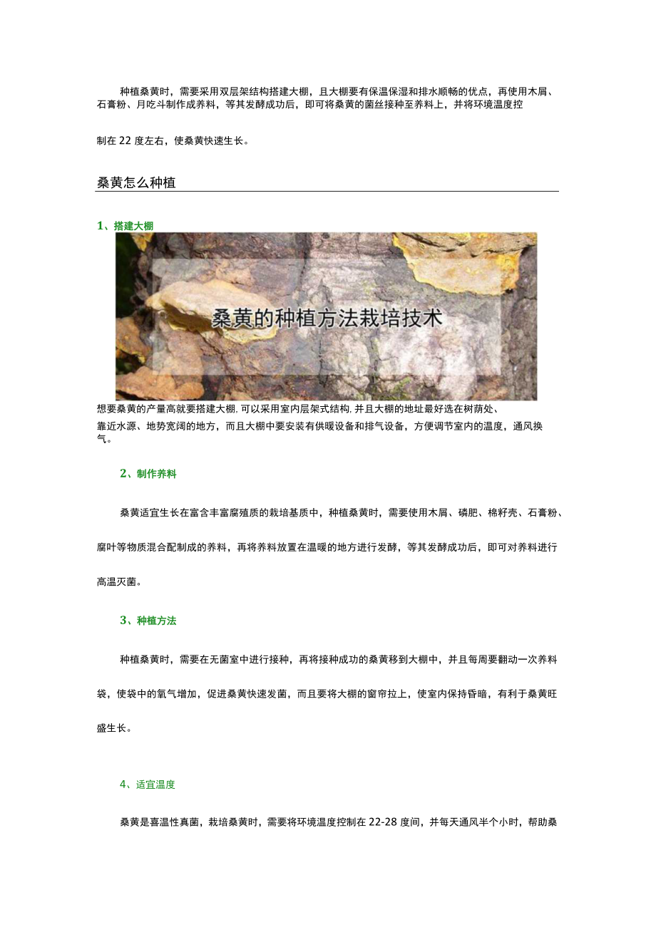 桑黄种植技术.docx_第1页