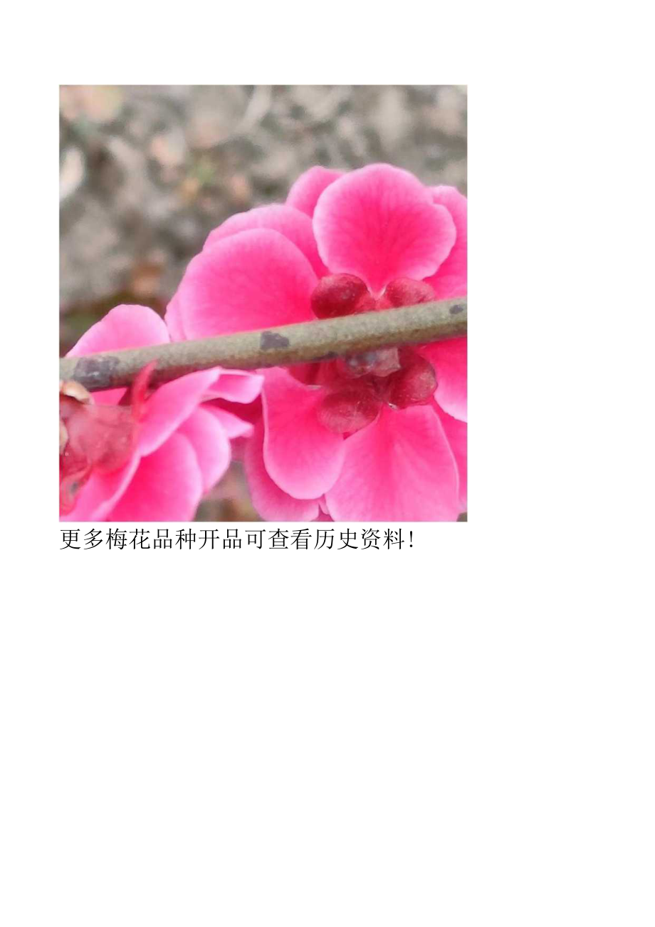 梅花品种一百零六之江南朱砂.docx_第3页