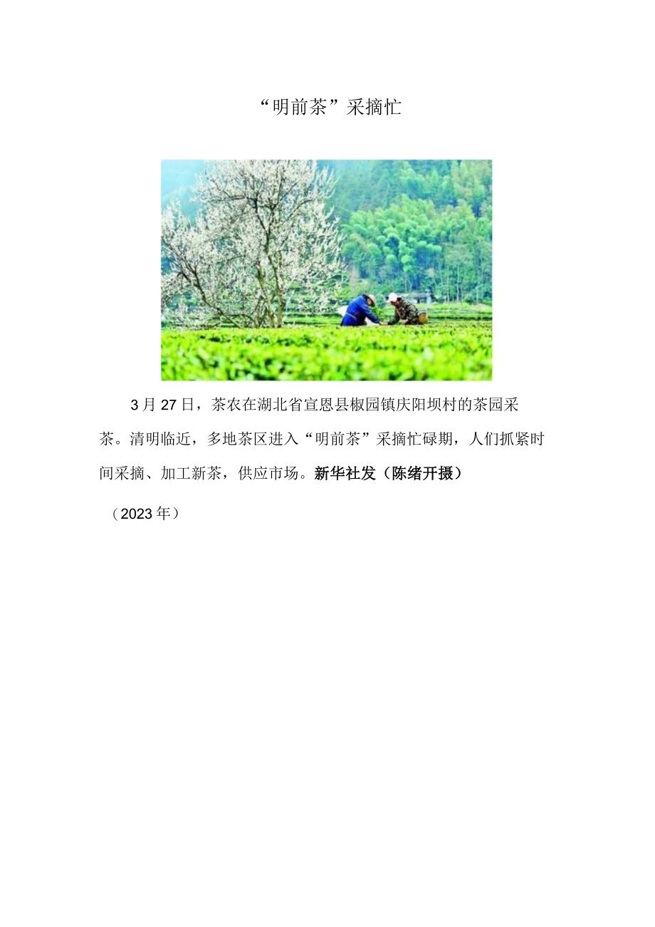 明前茶采摘忙.docx_第1页