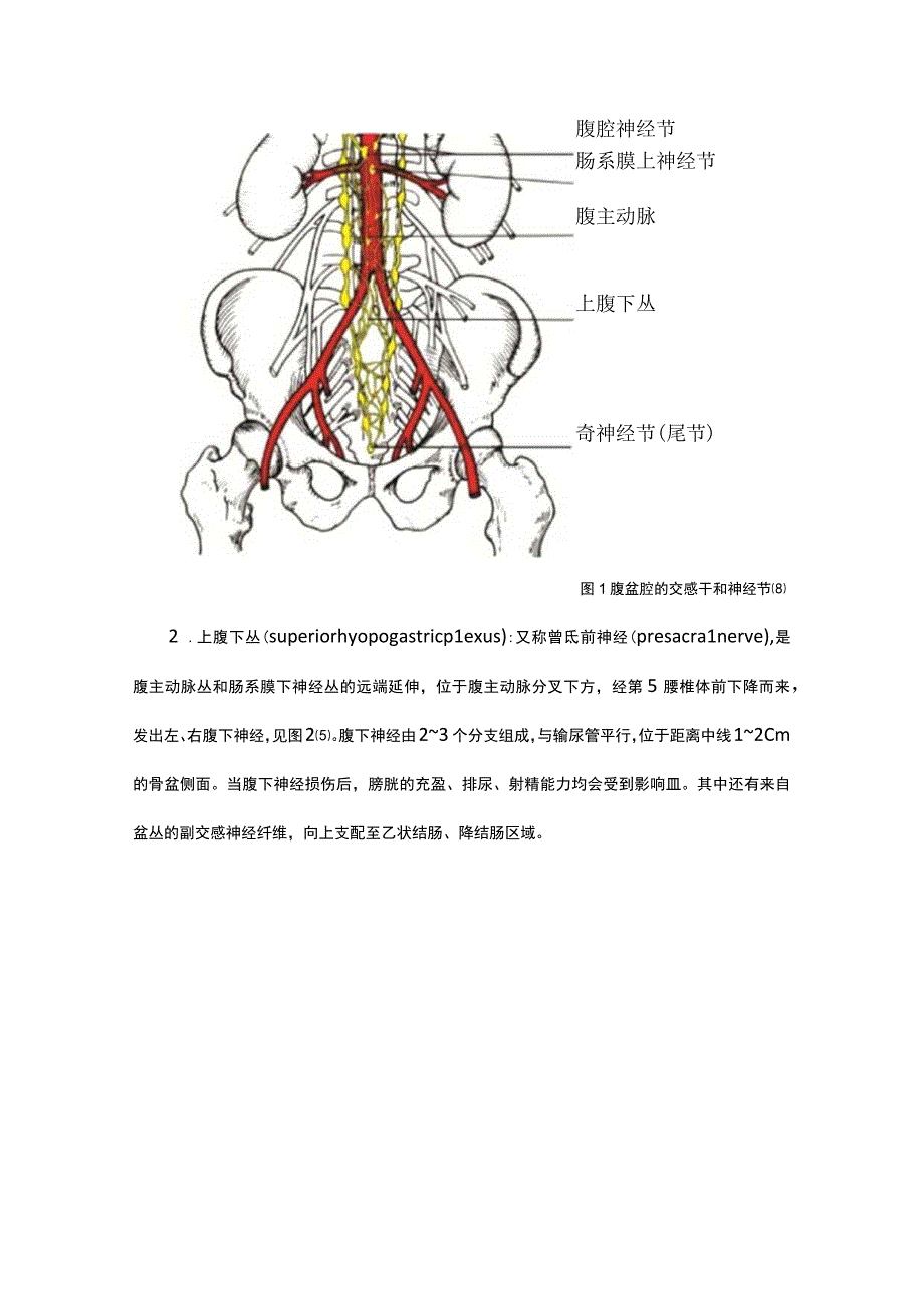 直肠癌保留盆腔自主神经的解剖学概念及临床意义.docx_第3页