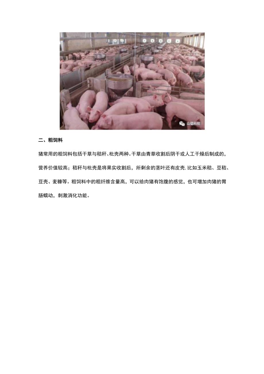猪饲料种类有哪些？肉猪吃啥才能变肥长膘未.docx_第2页