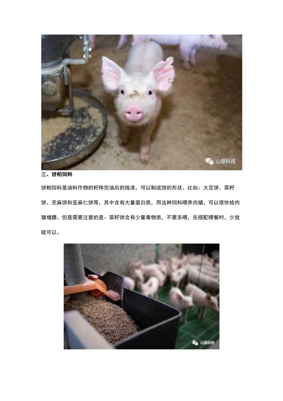 猪饲料种类有哪些？肉猪吃啥才能变肥长膘未.docx_第3页