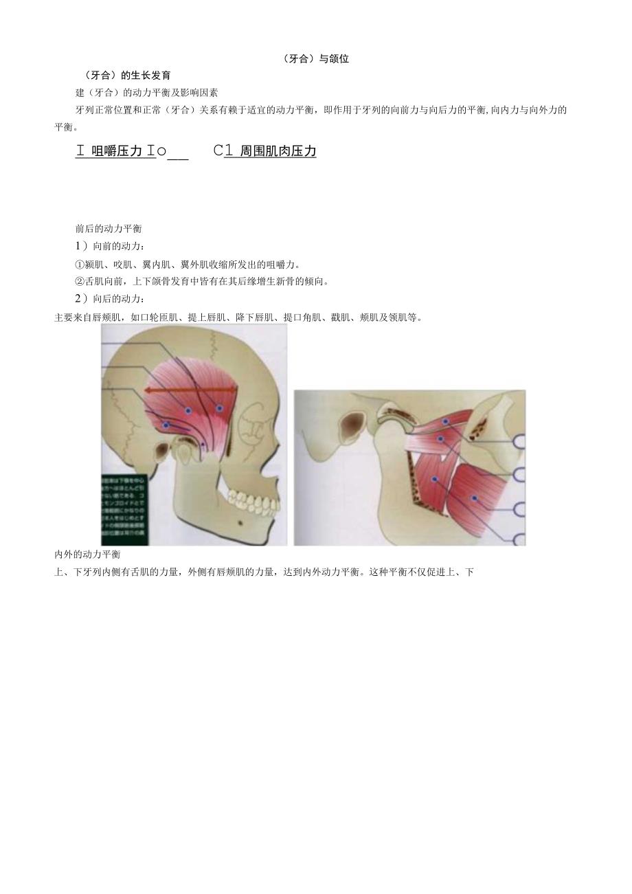 口腔解剖生理学（牙合）与颌位.docx_第1页