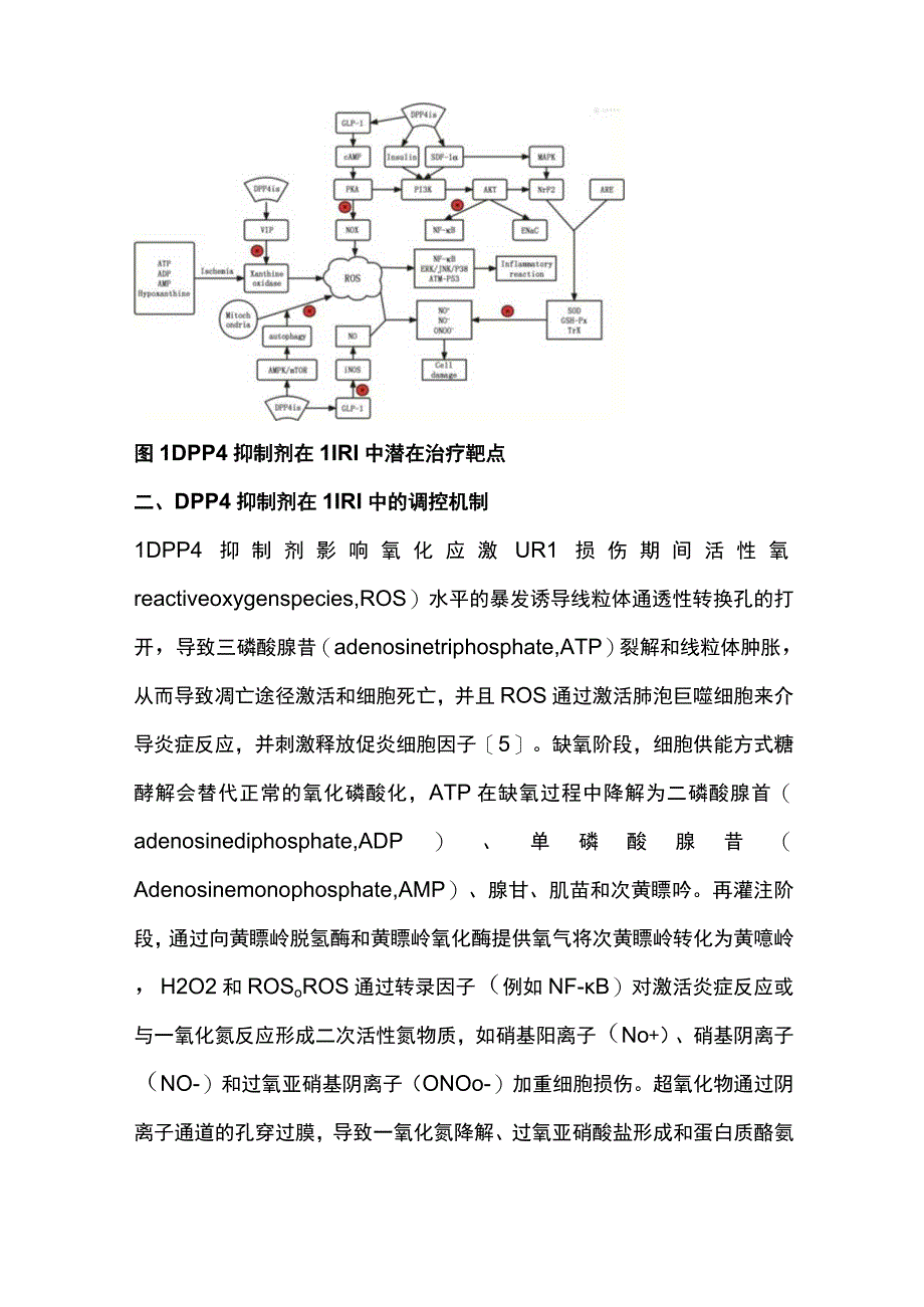 最新：二肽基肽酶4抑制剂作用于肺缺血再灌注损伤的研究进展（全文）.docx_第3页