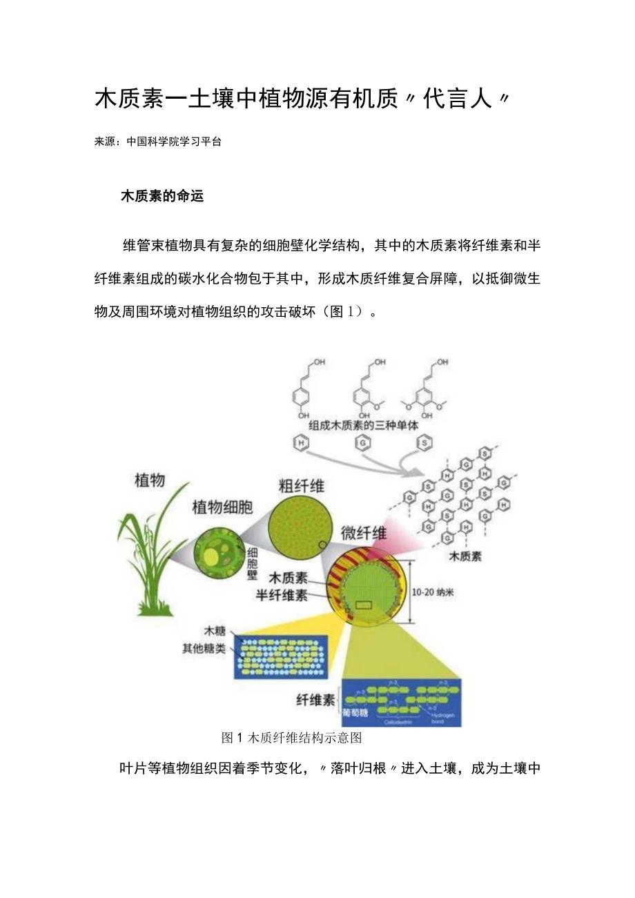 木质素——土壤中植物源有机质“代言人”公开课.docx_第1页