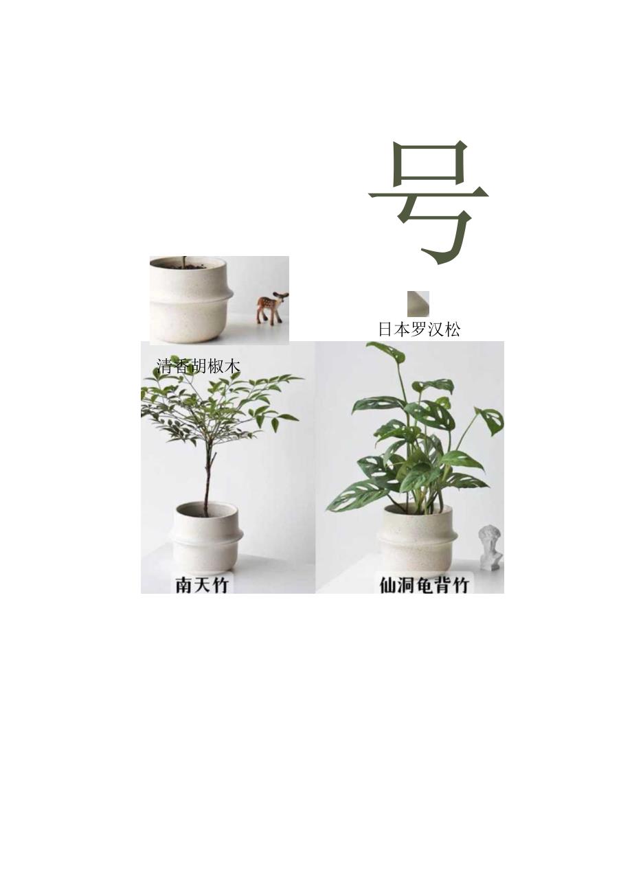 桌面小型绿植大全手册.docx_第2页